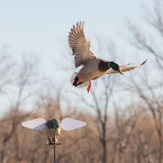 Shop Waterfowl