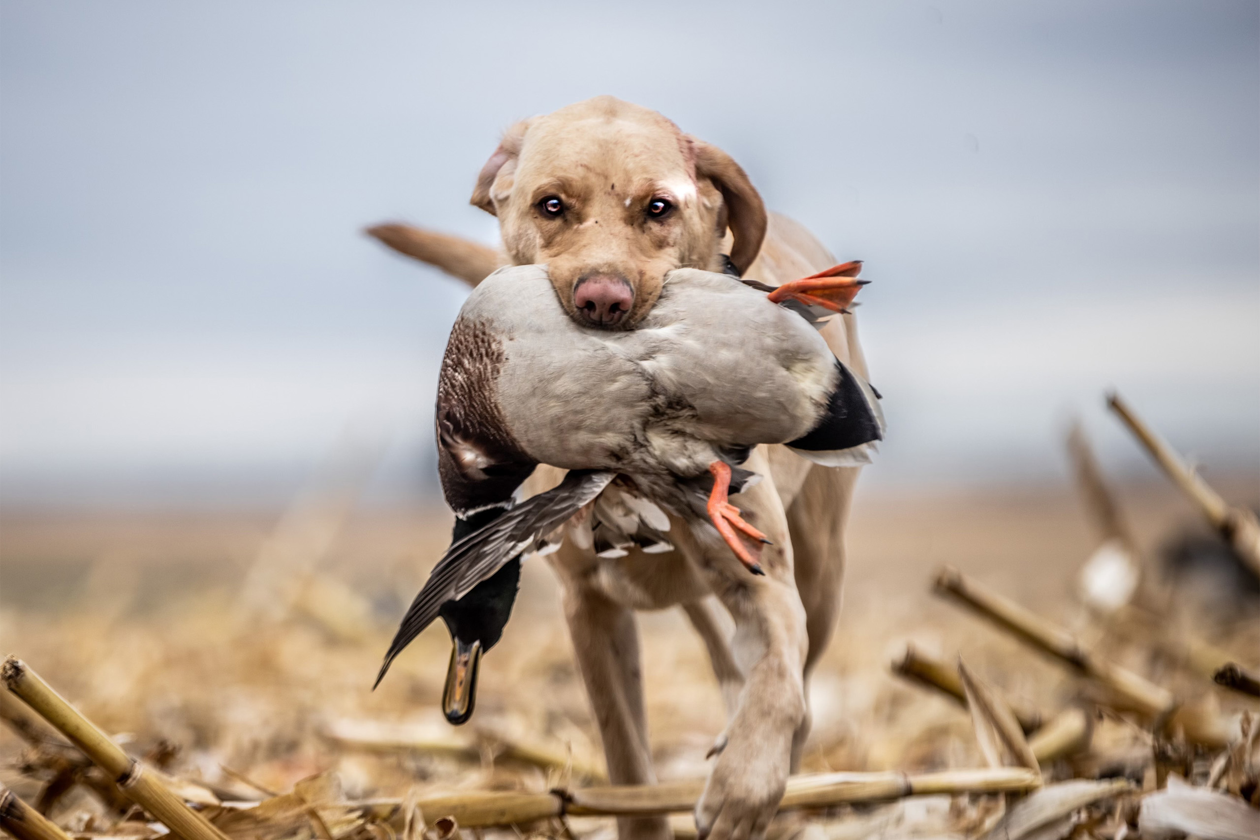 ld-training-your-duck-dog-for-its-first-hunting-season-1.jpg