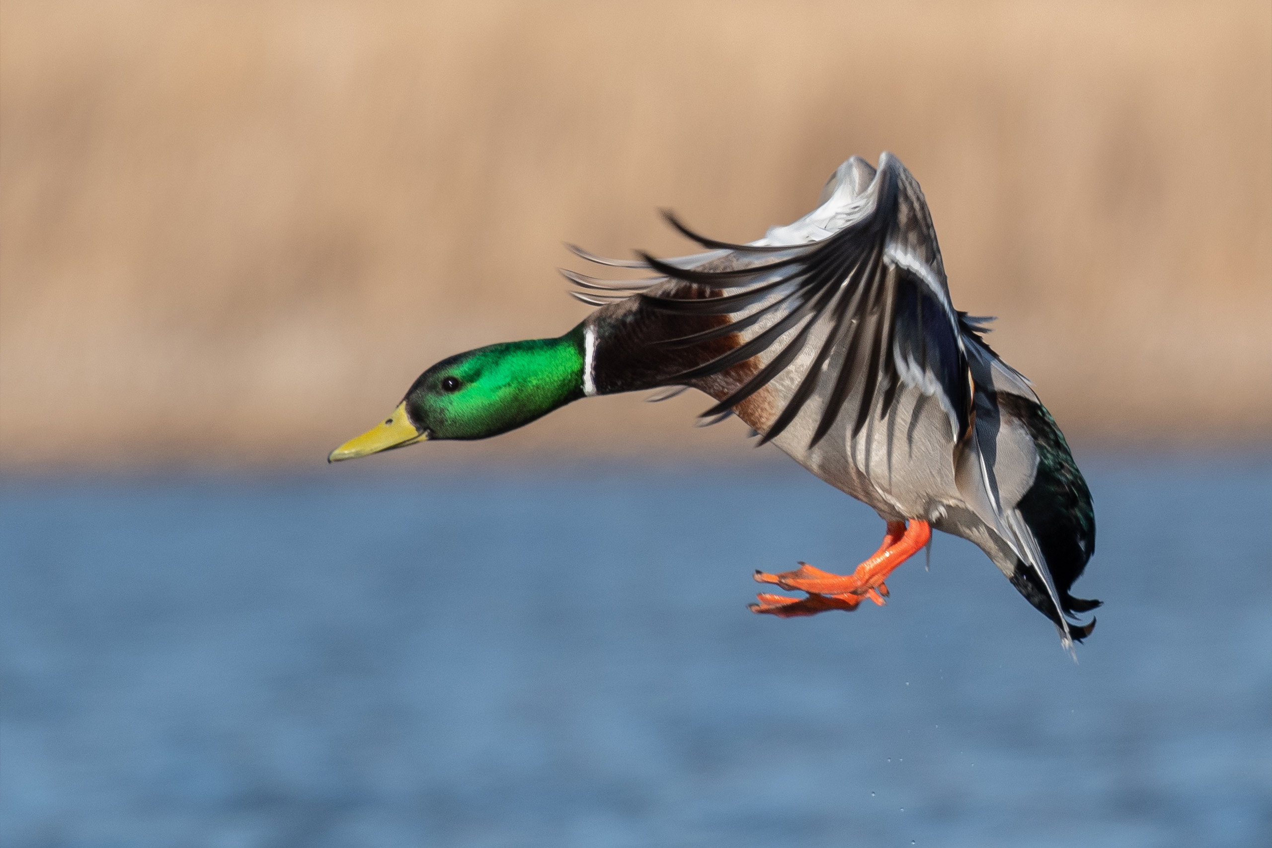 Duck lands in fall after successful breeding season