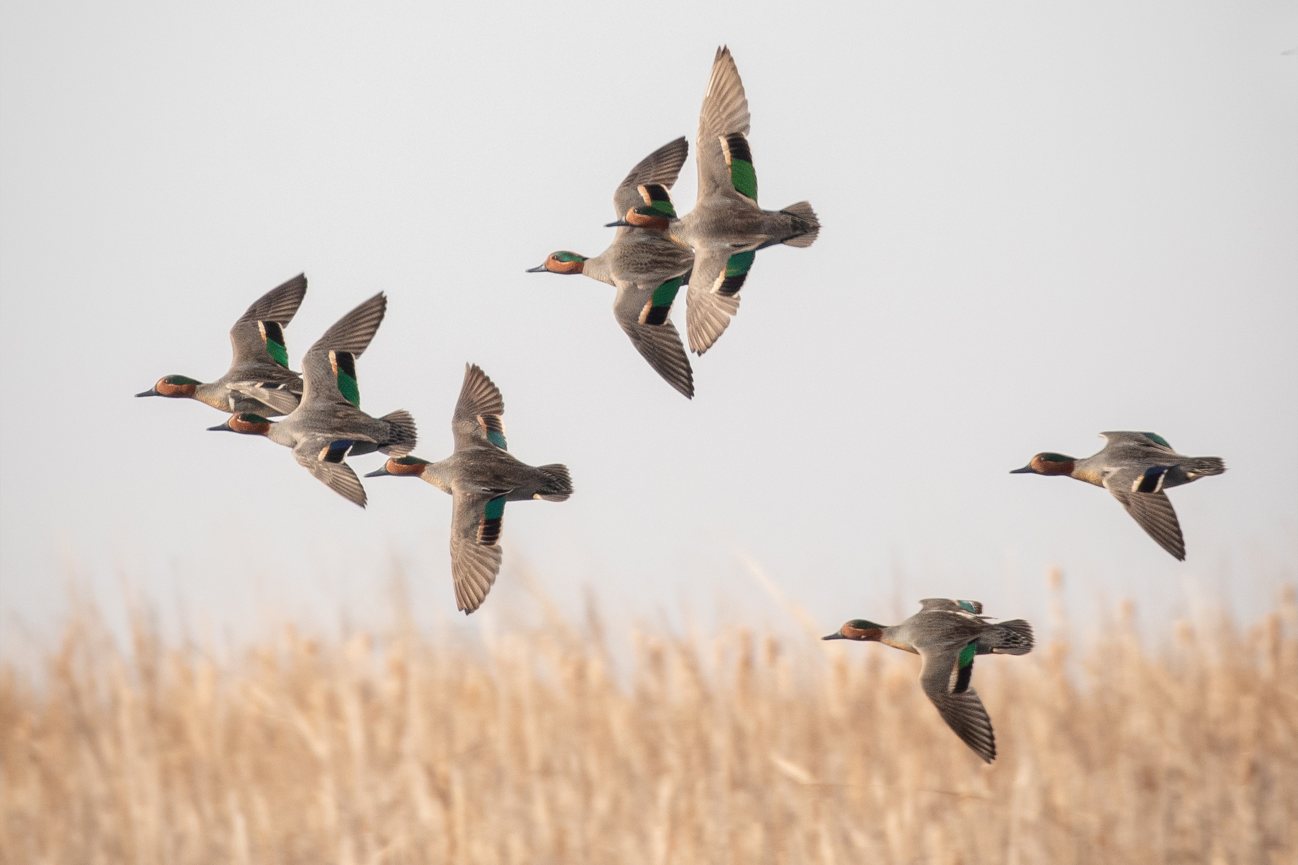Teal fly over wetlands