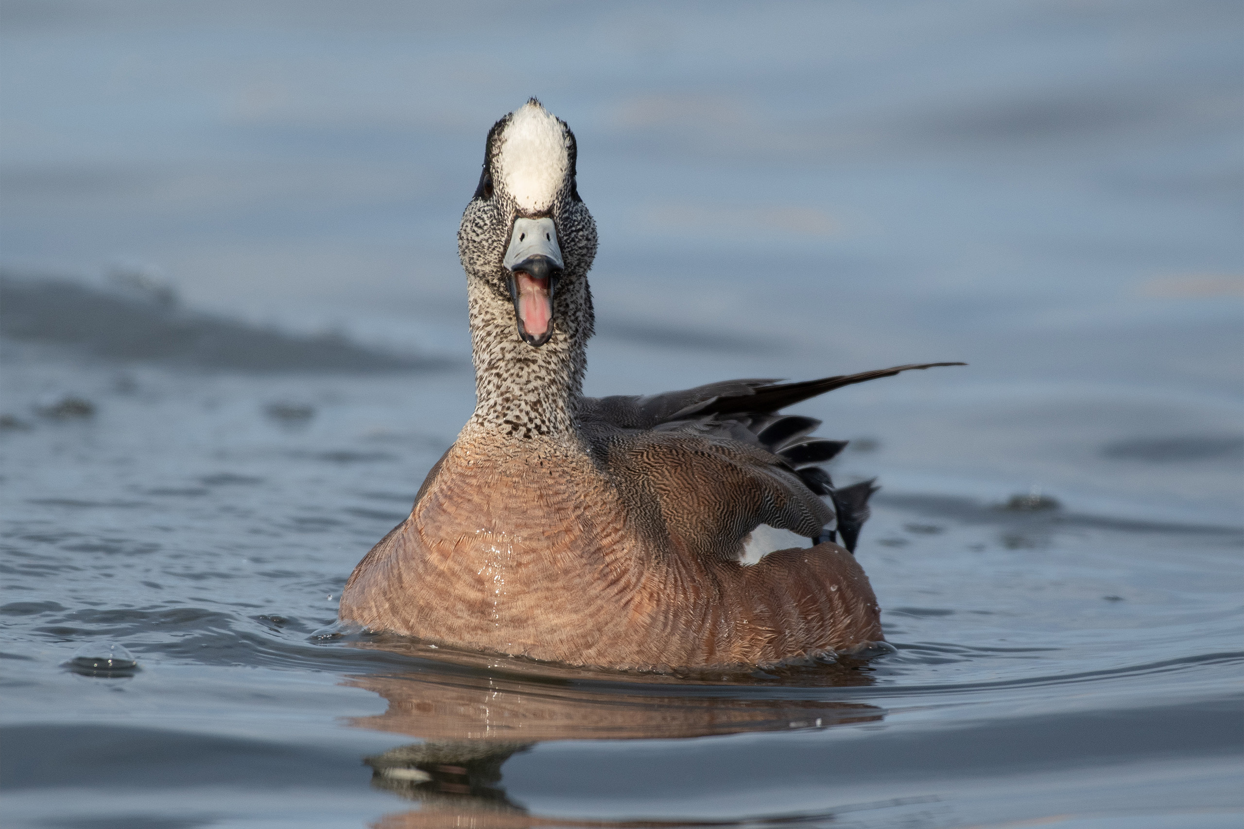 Duck in wetlands after they received enough rain
