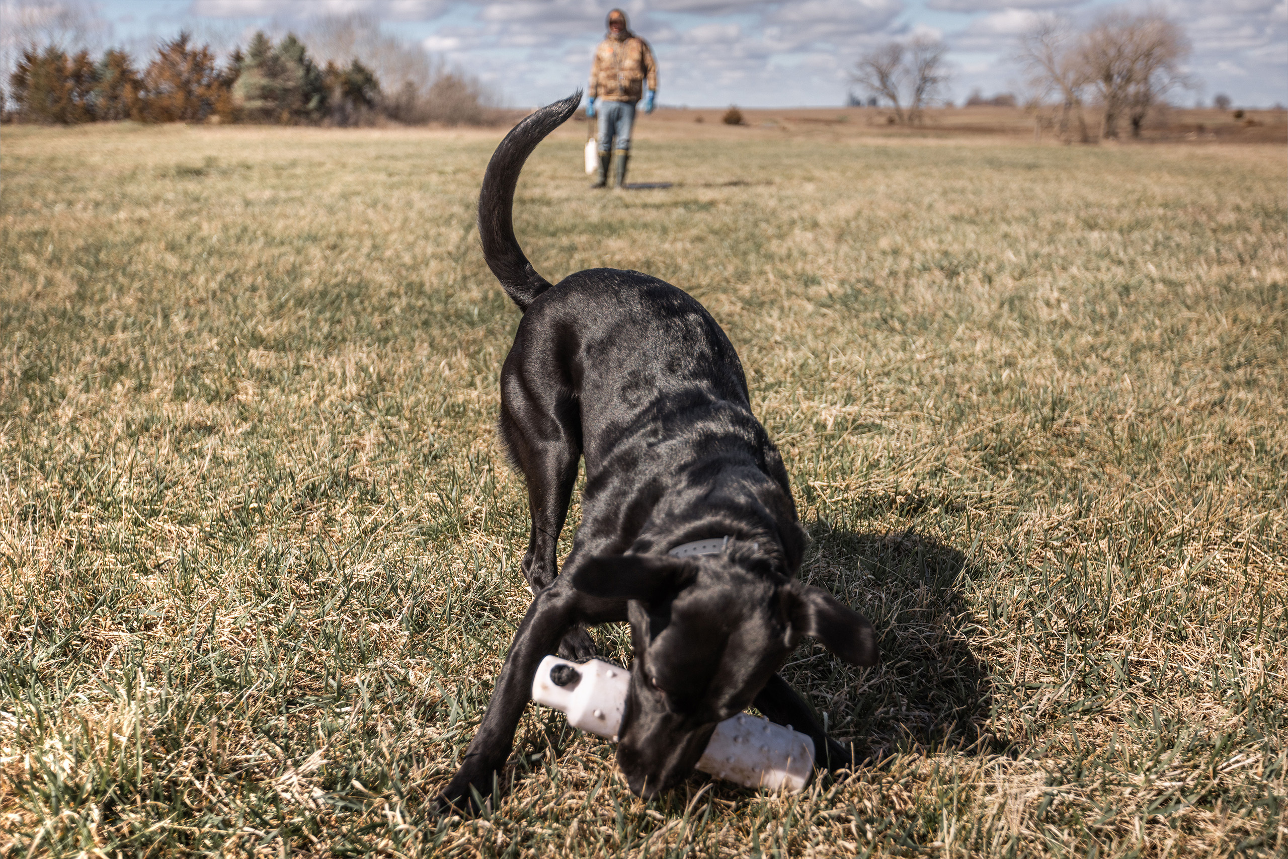 What to focus on when training your duck dog 