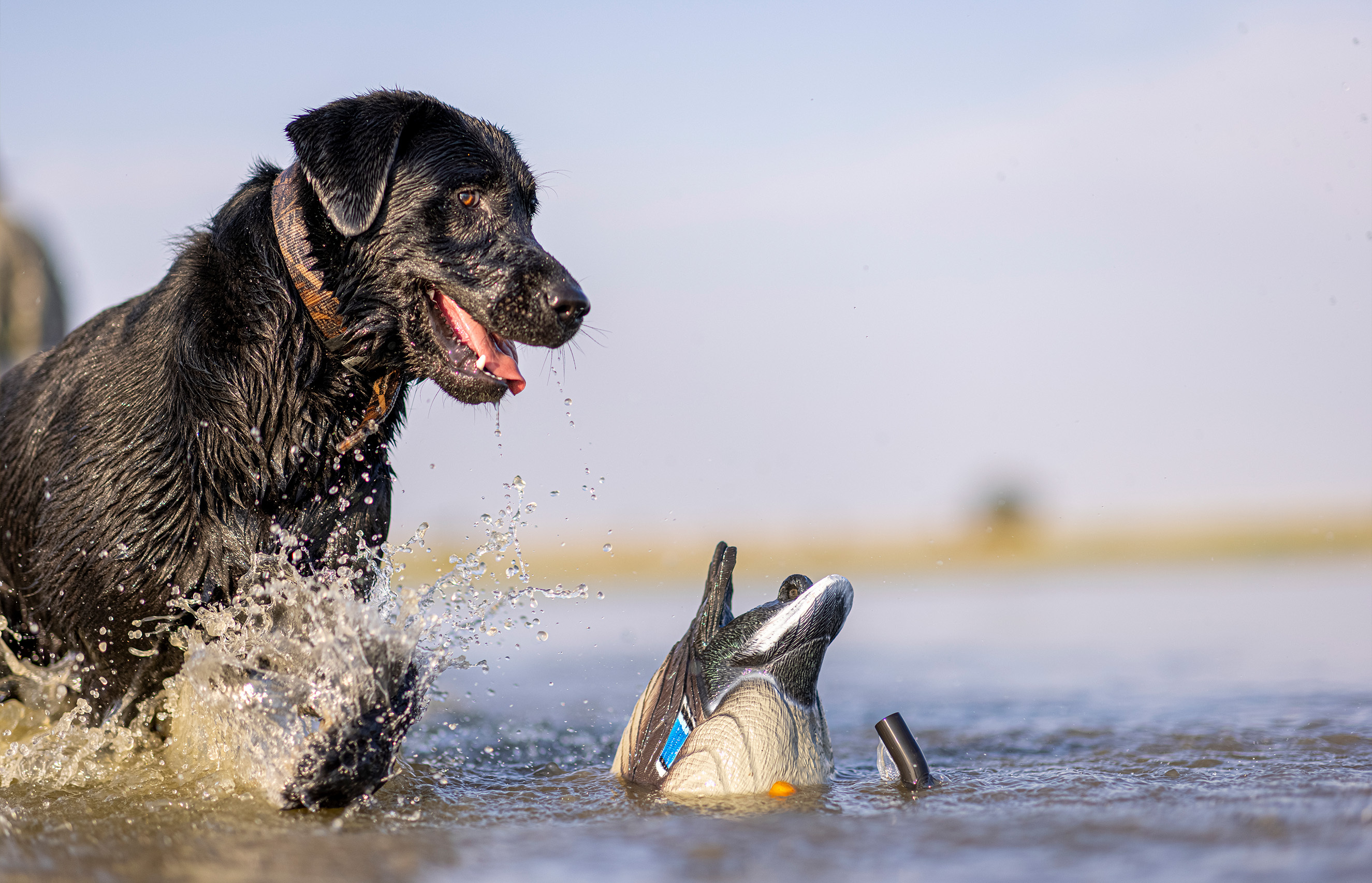 lucky-duck-top-hunting-dog-breeds-for-duck-hunters-2.jpg