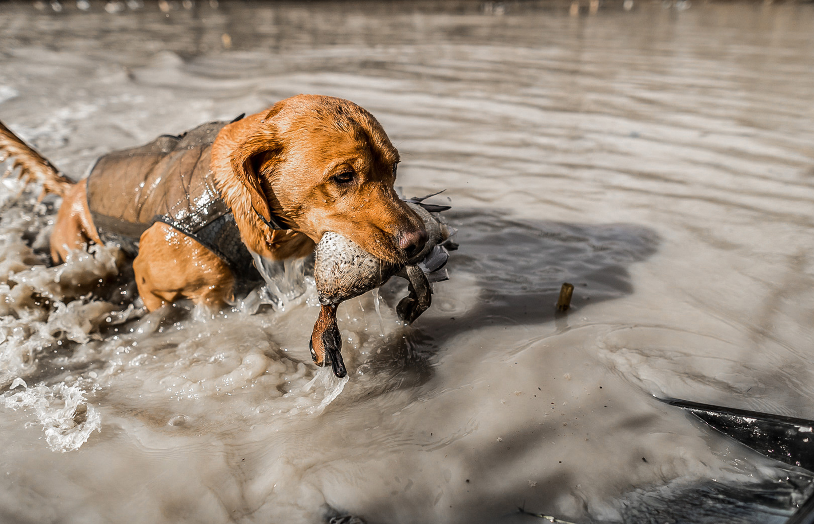 lucky-duck-top-hunting-dog-breeds-for-duck-hunters-3.jpg