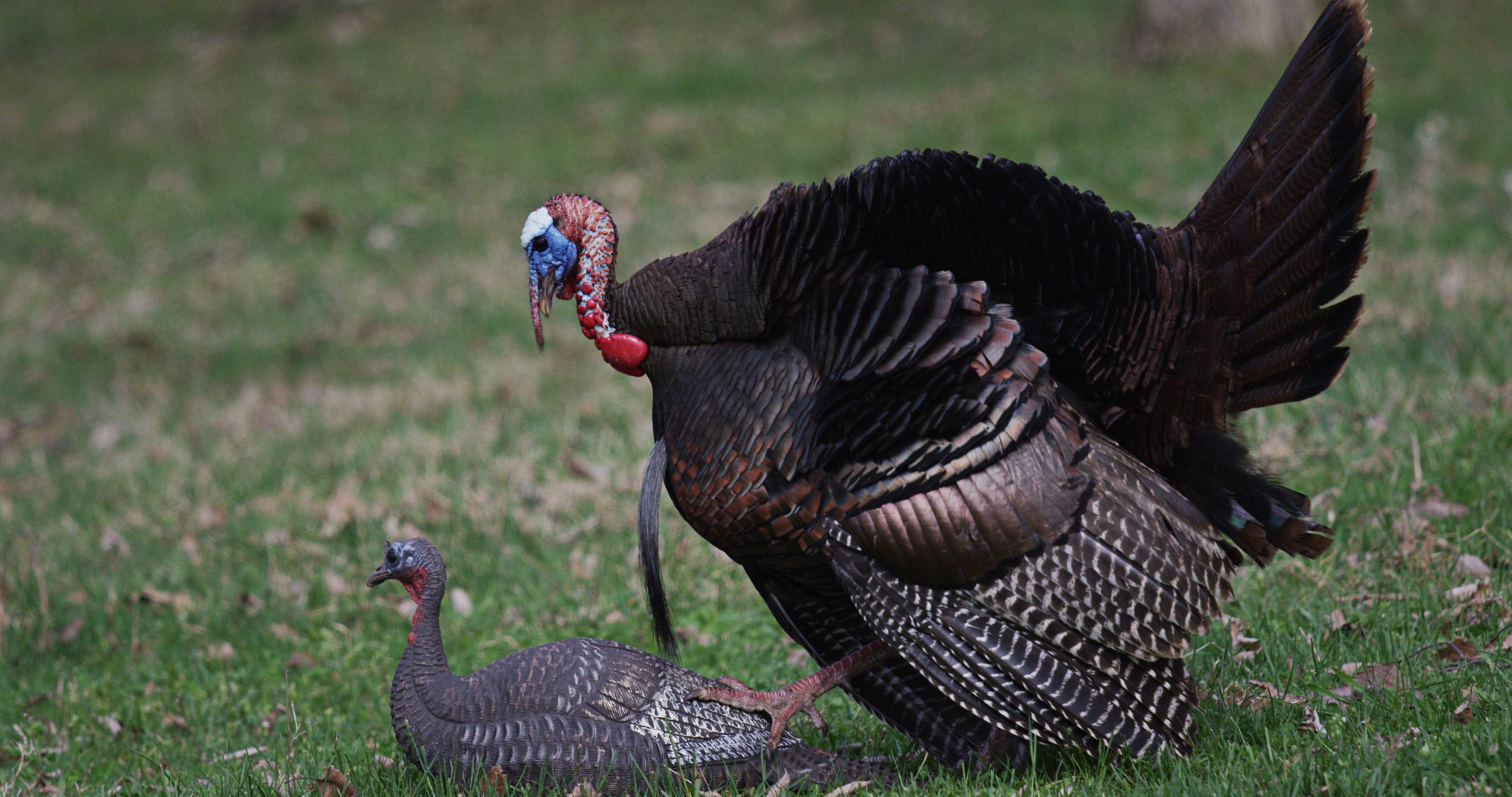 Phase Three - Stages of Decoys in the Spring Season - Lucky Duck Decoys