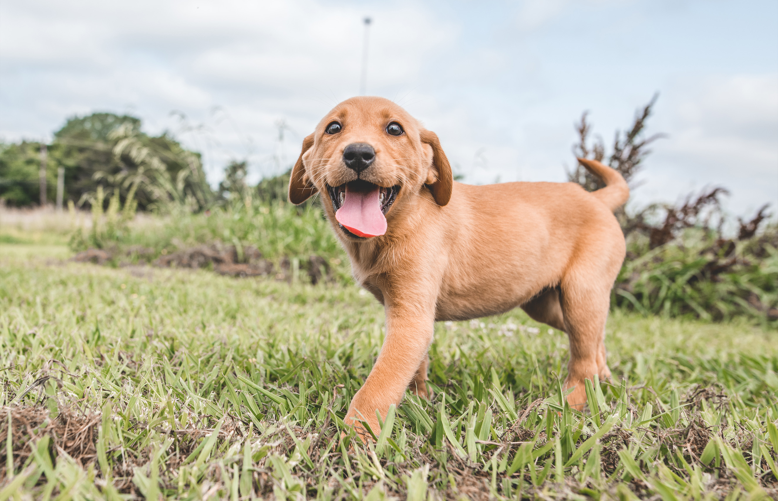 ludu-bring-your-puppy-home-5.jpg